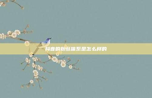 抖音的粉丝体系是怎么样的